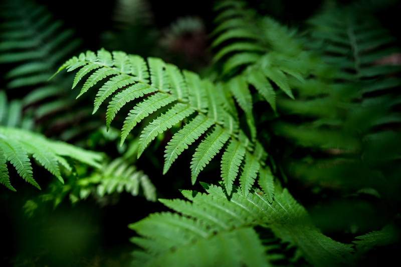 自然の強さ、人工の難しさ