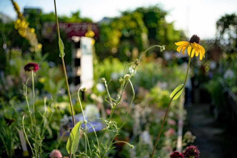 この時代の夏ソングって何でしょう？