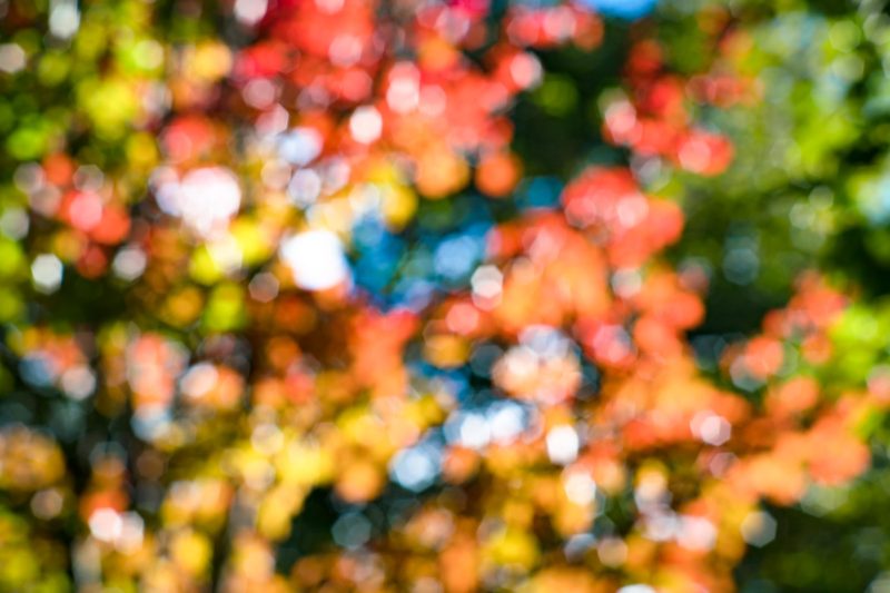 まずは自然から学べ