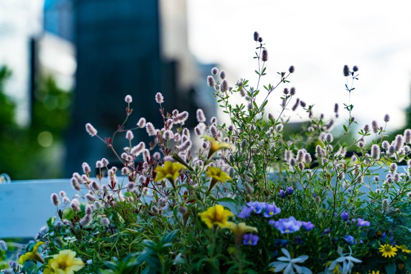 北海道短期集中観光 2018.6（7）