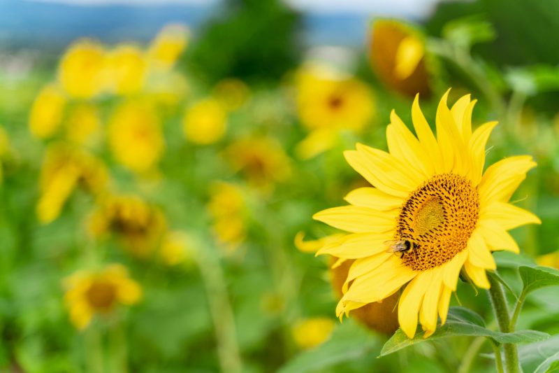 北海道短期集中観光 2018.8（6）