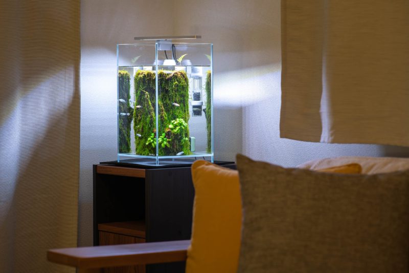 久しぶりにメダカを飼育