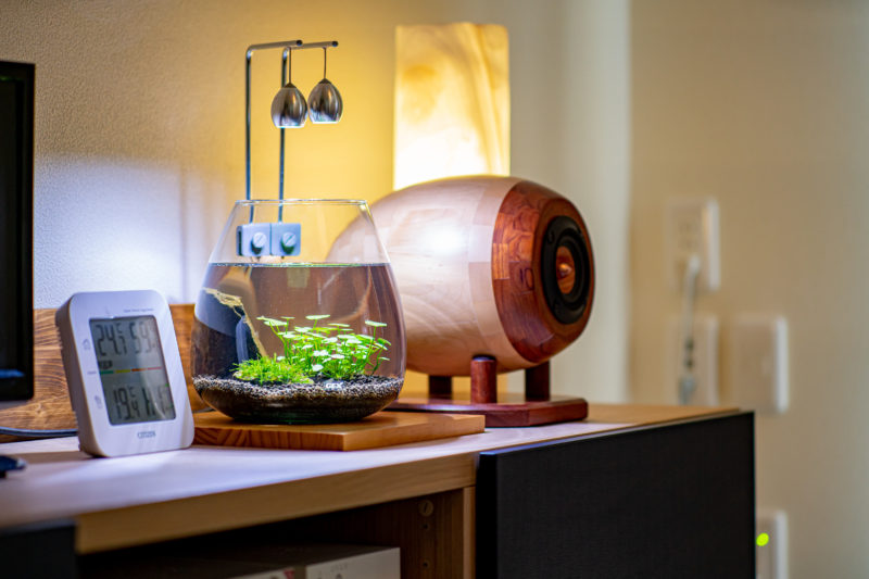 小さなグラスアクアリウムが最近は可愛い