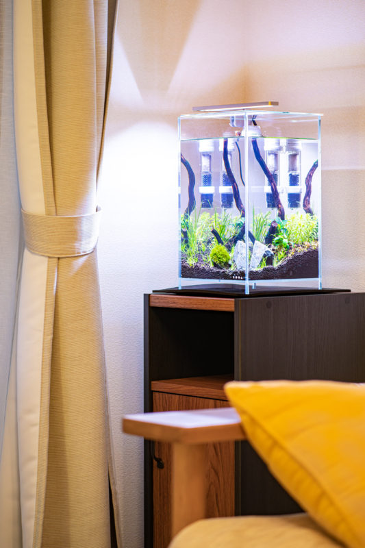 こちらの水槽も本日よりスタート