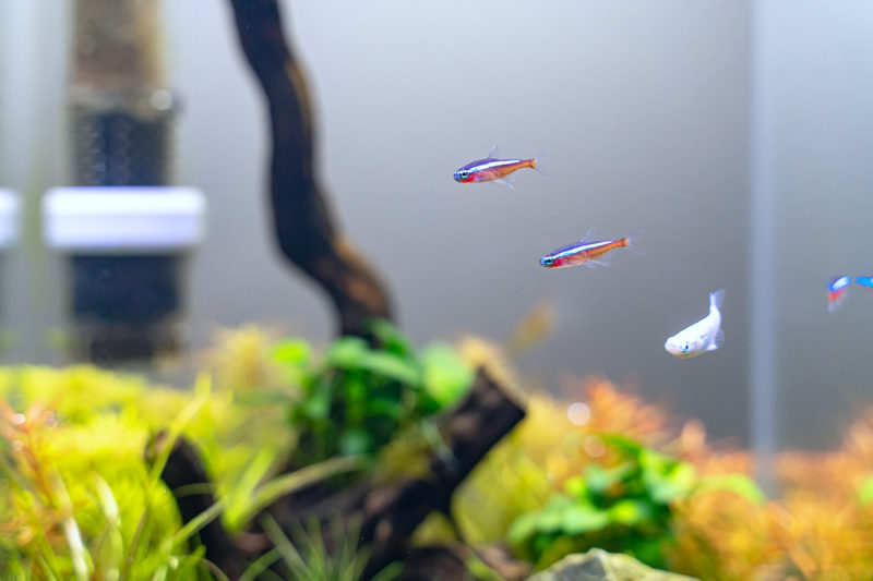 熱帯魚水槽っぽくなってきた