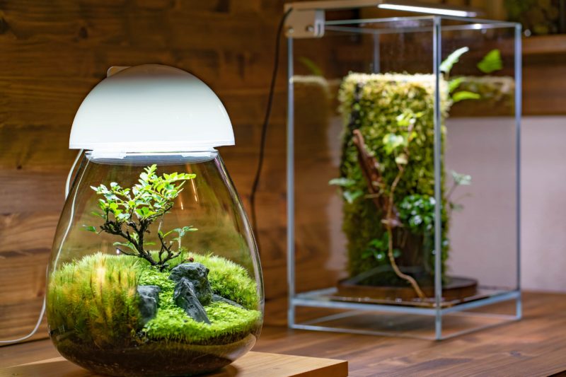 アクアリウムもテラリウムも手間はかかる