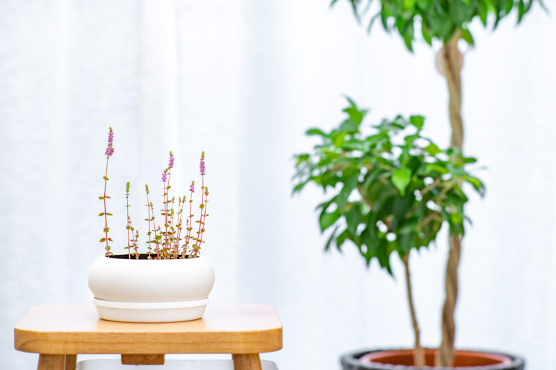 水草が水上で花を咲かせた
