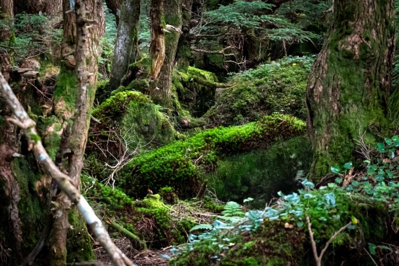 大自然に苔の本来の姿を見る