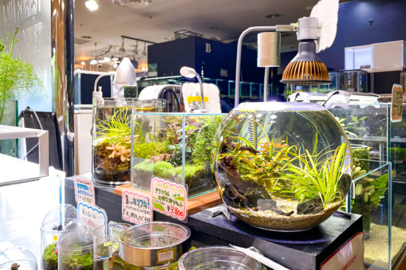 アクアリウムはこれくらいのサイズが気楽で良い