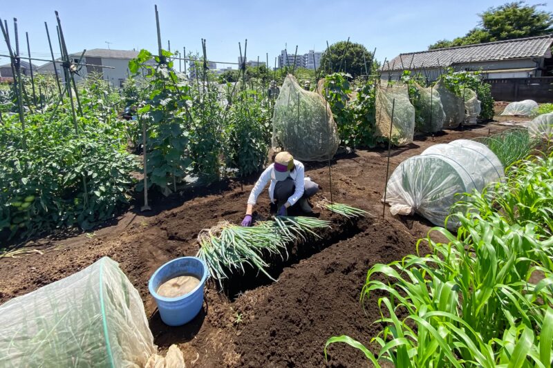 農の体験塾　2023（１０）