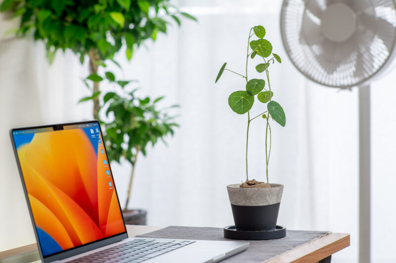 ピエレイが理想的な大きさに成長した