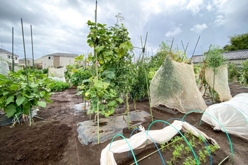 農の体験塾　春夏野菜撤収