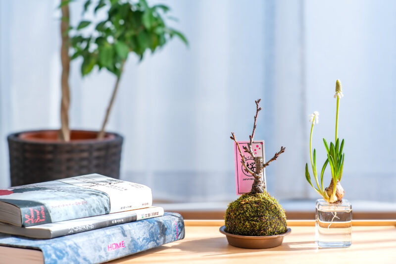 春らしい花を自宅に迎えた