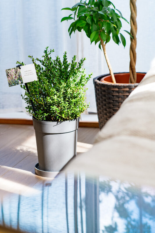 希少と言われる植物を手に入れたらオマケもついてきた