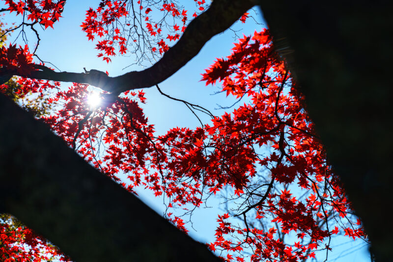 白樺湖の紅葉を見に行った