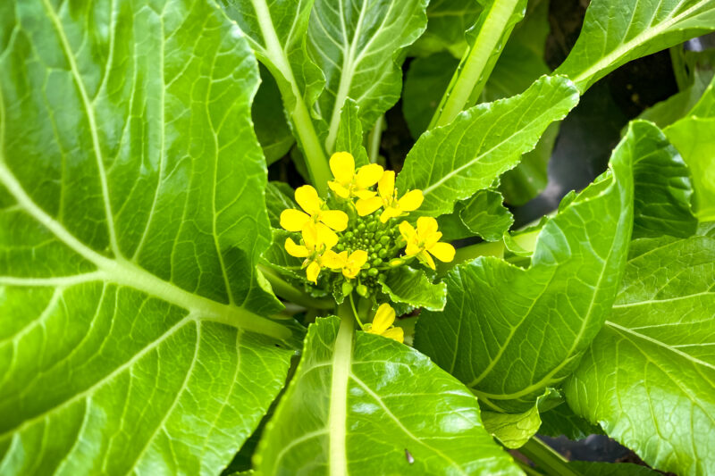 秋冬野菜収穫に向けて