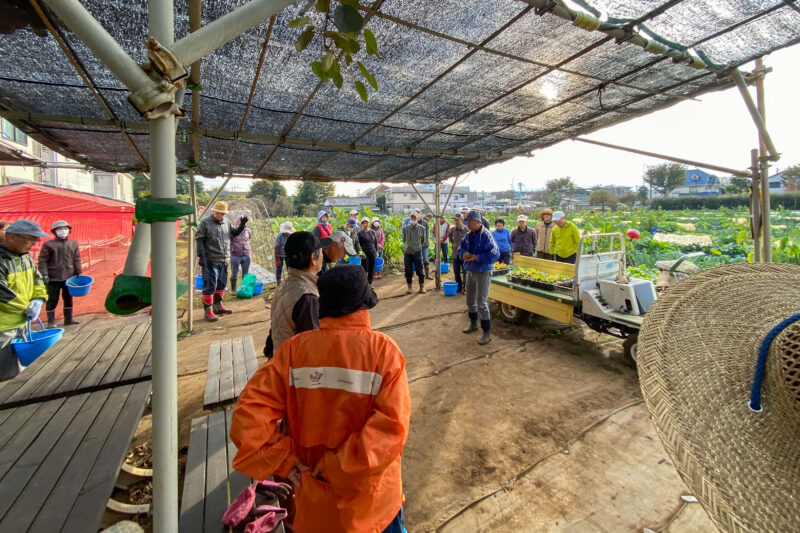 今日は畑の草むしりをする