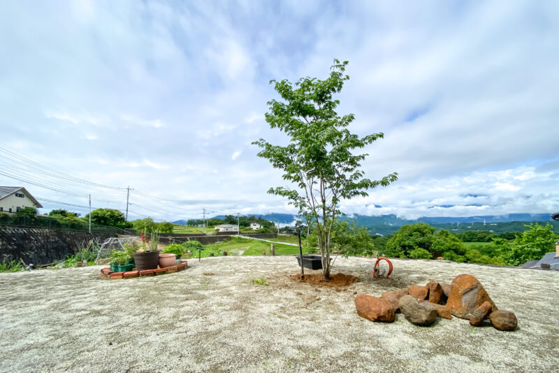 植木の手直しをする