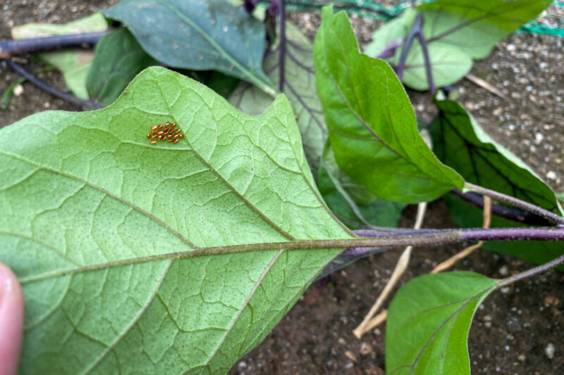 今回はアディオン乳剤で対応する