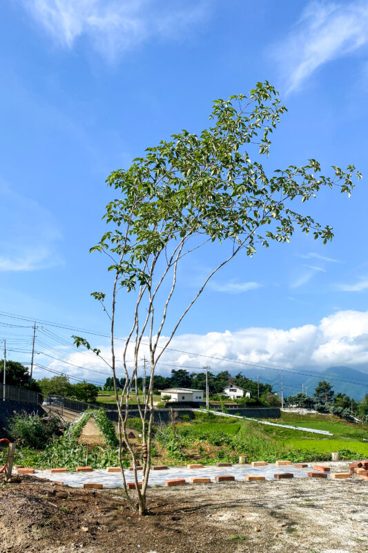 アオダモの樹形を矯正する