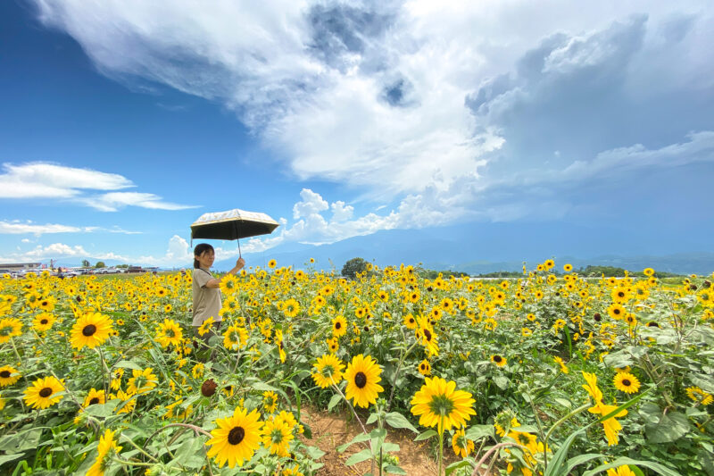 今年も有名なひまわりを見た