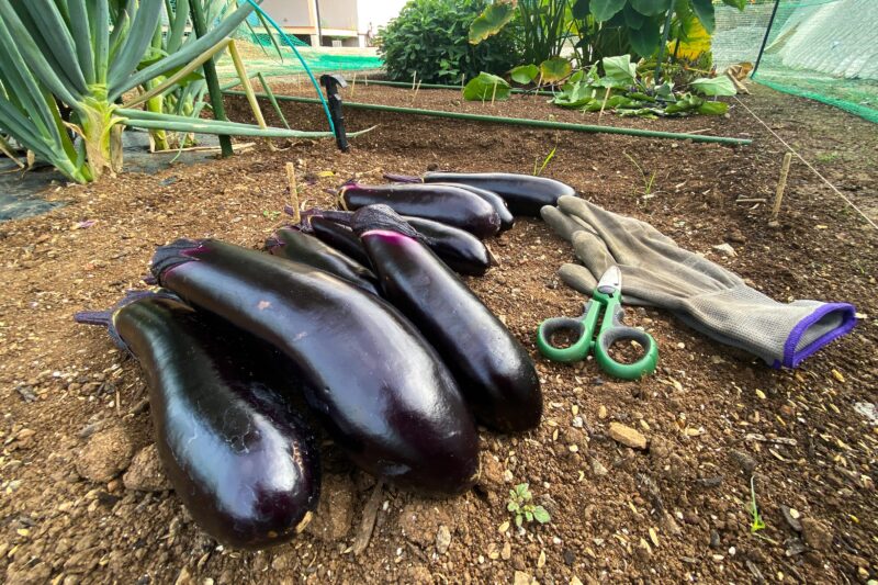 ナスがゾクゾク