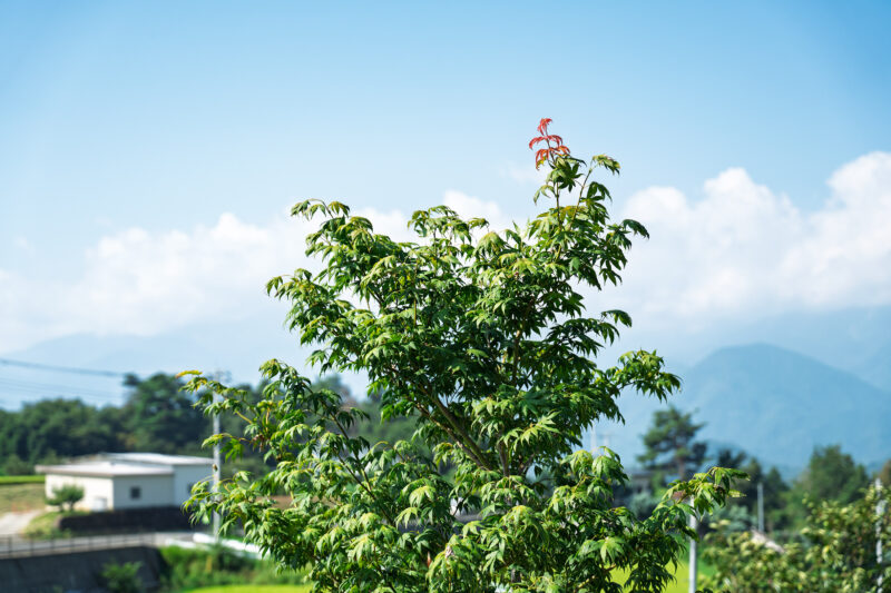 葉が沢山ついている今は沢山光合成をしてもらって