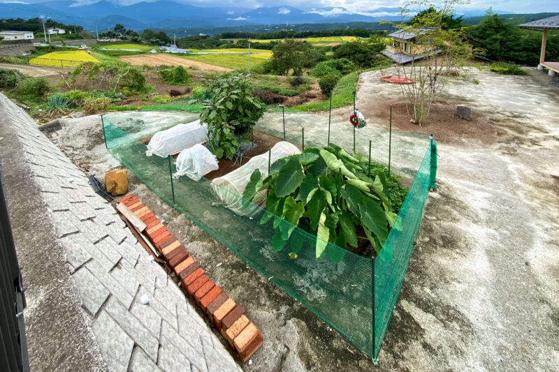 畑作業を予定通り進める