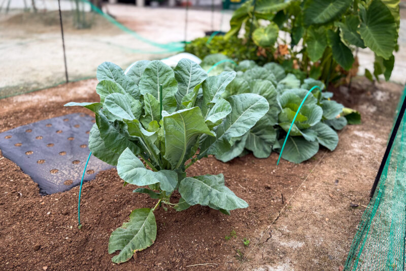 急に寒くなりましたがここまでは何とか順調