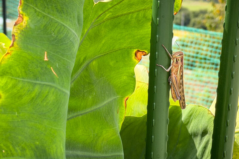 もうしばらく虫対策