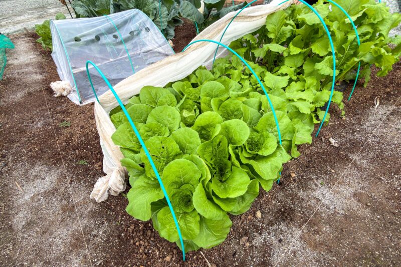 秋冬野菜が虫に悩まされ始めている