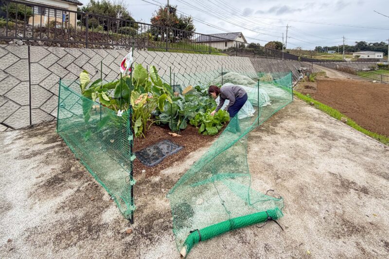 畑の手入れ作業