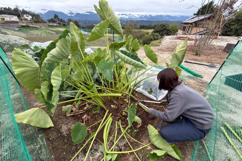 今年はサトイモも豊作でした