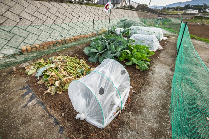 我が家の畑も収穫のピークを迎える