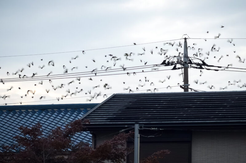 近頃身の回りに鳥が多くいる気がする