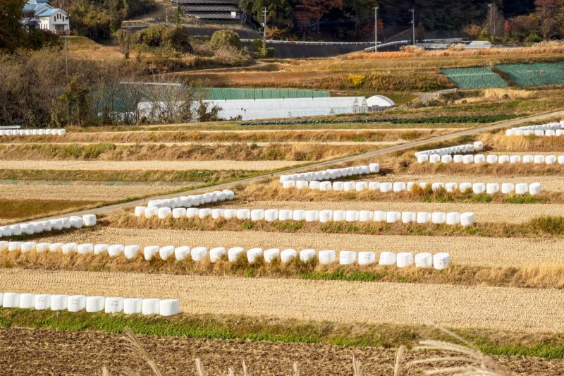 田んぼにもほのぼのした光景