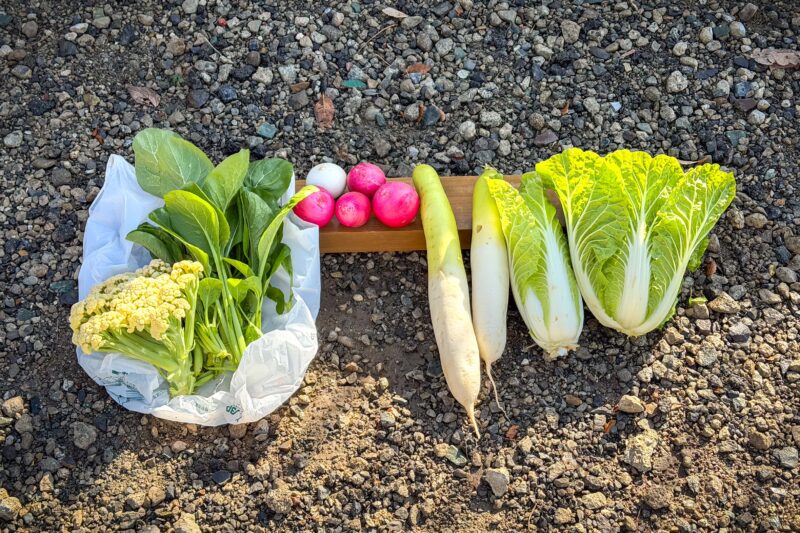 野菜の収穫は今も続いている