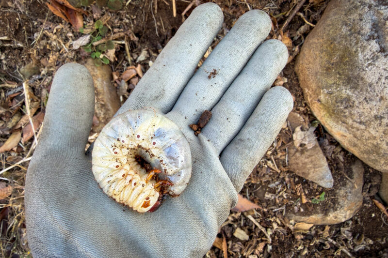 最初はグロテスクに見えましたが