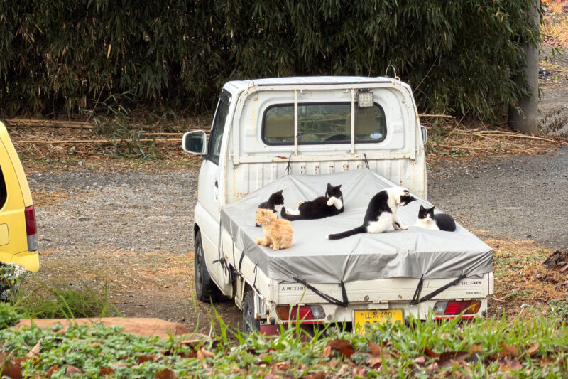 人間より猫の生存密度が高いエリア