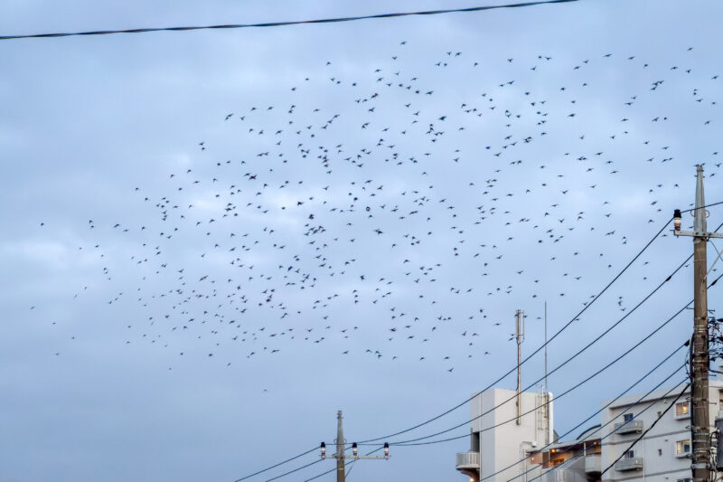 フライトのプロはブルーインパルスを超えた