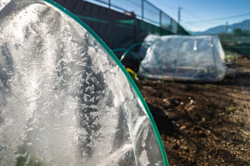 秋冬野菜間も無く終了、2026年に向けた土づくりを予定