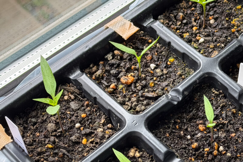 シシトウの成長が遅く感じる