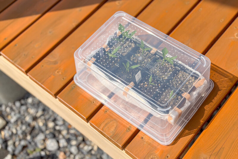 シシトウの育苗は第二段階