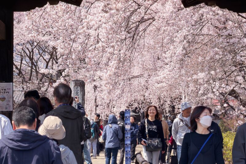 今年も山梨で見る桜ははやりここ