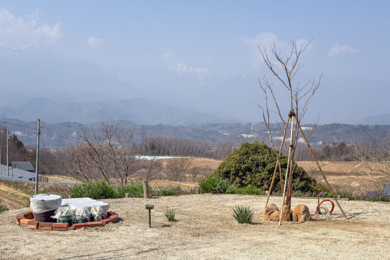 モミジの幹をテッポウムシから守る