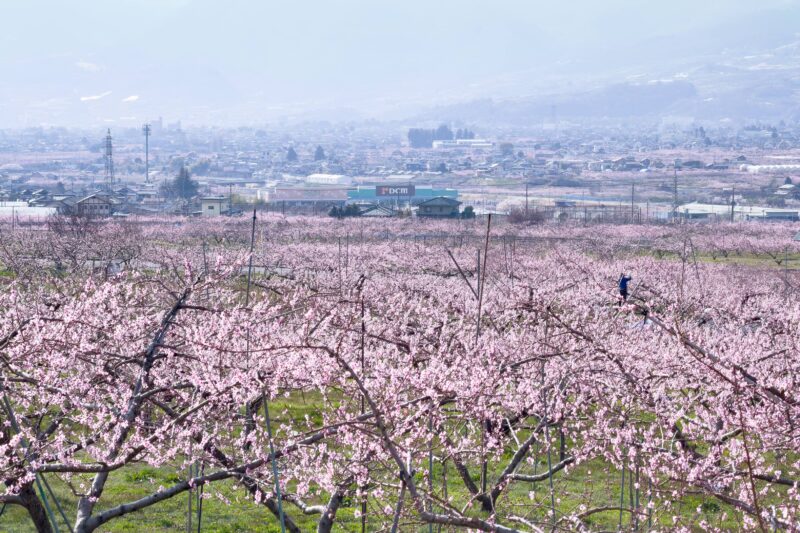 桜は咲いたが山梨では桃に勝てず