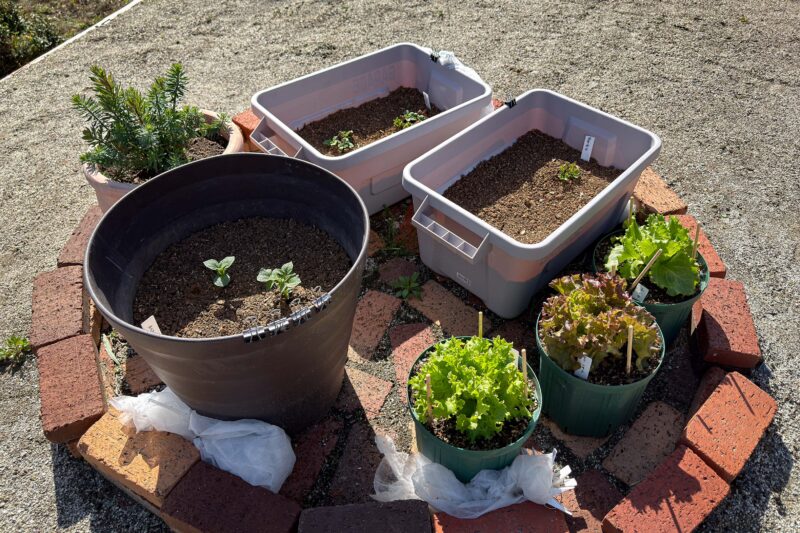 春夏野菜、プランター栽培もほどほどに順調