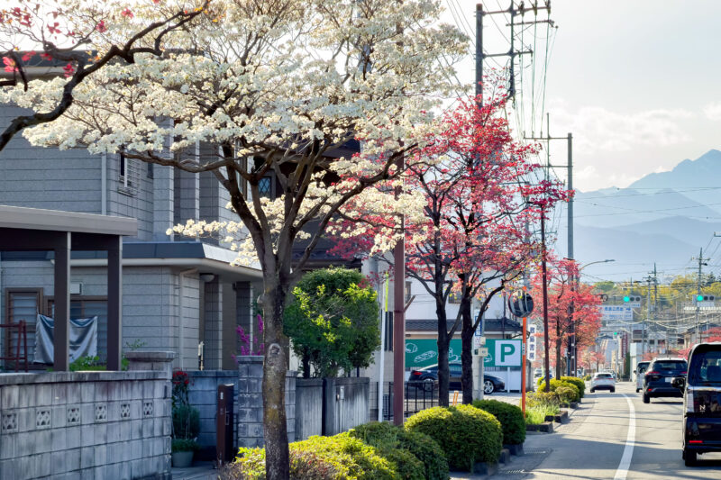 ハナミズキの花が咲き揃う